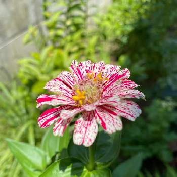 ジニアポップアートホワイト レッドの投稿画像一覧 Greensnap グリーンスナップ