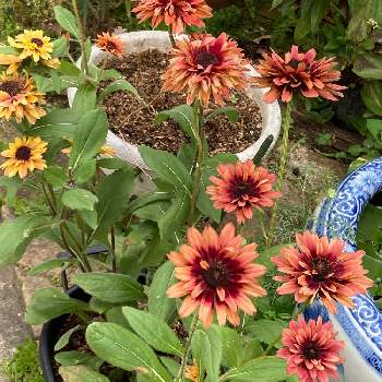 ルドベキア ヒルタの投稿画像一覧 Greensnap グリーンスナップ