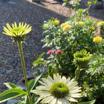 緑の花の投稿画像一覧 Greensnap グリーンスナップ