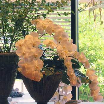 胡蝶蘭のある暮らしの投稿画像一覧 Greensnap グリーンスナップ