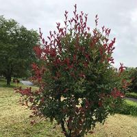 レッドロビンの育て方 苗の植え方や肥料の与え方は 鉢植えでも育つ Greensnap グリーンスナップ レッドロビンの育て方 苗の植え方や肥料の与え方は 鉢植えでも育つ Greensnap グリーンスナップ