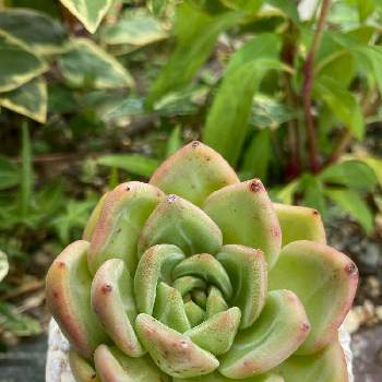 エケベリア ピンクシャンペンの投稿画像一覧 Greensnap グリーンスナップ