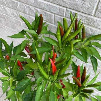 トウガラシの投稿画像一覧 Greensnap グリーンスナップ