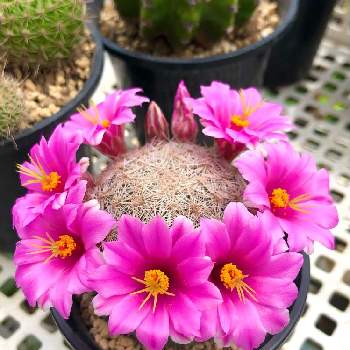 可愛いサボテンの投稿画像一覧 Greensnap グリーンスナップ