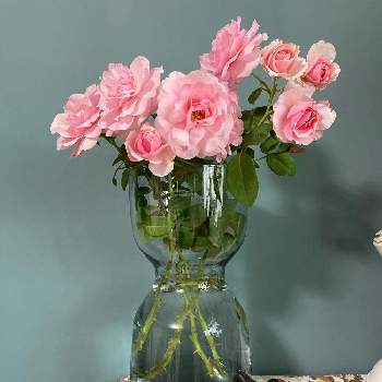 バラ・ビエドゥの画像 by roiさん | 部屋とバラ・ビエドゥと育てる楽しみとありがとう♡と薔薇2番花とげんきもらえますと癒し…♡と花のある暮らしと色がキレイ