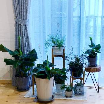 リプサリス エワルディアナの投稿画像一覧 Greensnap グリーンスナップ