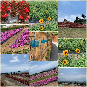 ペチュニア桃色吐息の投稿画像一覧 Greensnap グリーンスナップ