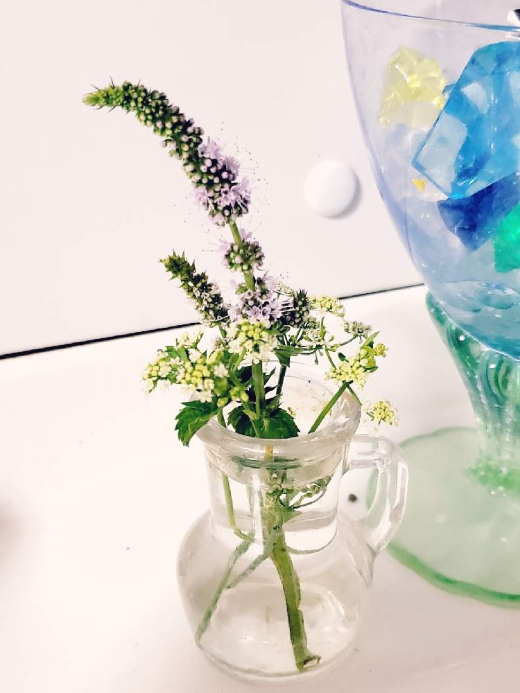 ミントの花の投稿画像 By 累さん セロリの花とセロリ とハーブの花と花瓶入れただけと可愛い野菜の花と小さな花と ミントの花 21月7月26日 Greensnap グリーンスナップ