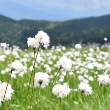 会津駒ヶ岳の画像 by masa natureさん | 野草と山野草と笑って咲く花と会津駒ヶ岳と白い花と高山植物類