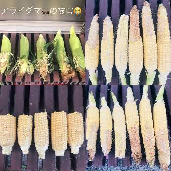 トウモロコシの投稿画像一覧 Greensnap グリーンスナップ