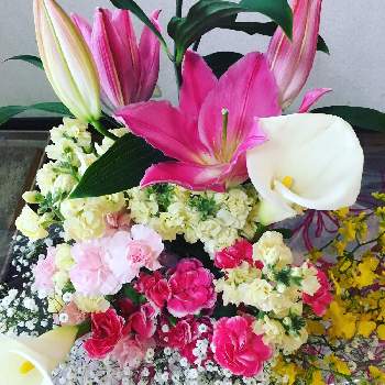  カサブランカの画像 by gurichannel(ぐりちゃんねる) さん | 部屋とカラーと カサブランカとカーネーション♡と今日のお花とカラー♡