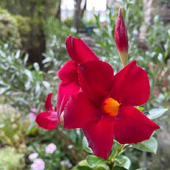 サントリーサンパラソルの画像 by tamagopanさん | 小さな庭とサンパラソル クリムゾンとサントリーサンパラソルとサントリー フラワーズと真っ赤❤と花を愛すると#花と生きるサントリーと花のある暮らし
