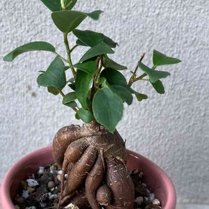 100均観葉植物,わが家の観葉植物❢,葉っぱ好き,　ガジュマル,100均ガジュマルの画像