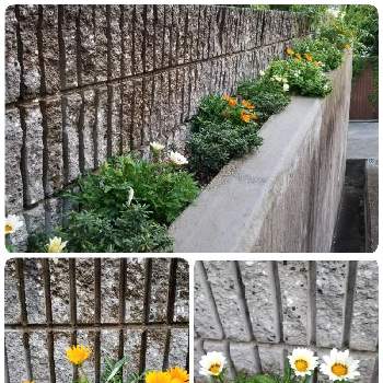 西陽のあたる細長い花壇の一覧 Greensnap グリーンスナップ