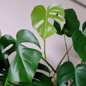 モンステラ アダンソニーの投稿画像一覧 Greensnap グリーンスナップ