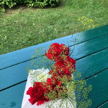 ディル フィンネル ウイキョウの投稿画像一覧 Greensnap グリーンスナップ