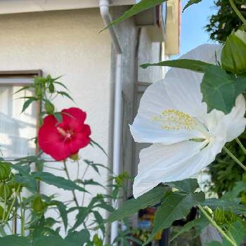 花と野菜の画像 by ガーヒラさん | 小さな庭とタイタンビスカス　フレアとタイタンビスカス　エルフと花と野菜と多年草と自家栽培とタイタンビスカスと地植えとハイビスカス-2021