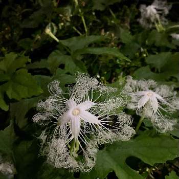 ウリ科の投稿画像一覧 Greensnap グリーンスナップ