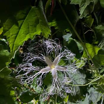 ウリ科の投稿画像一覧 Greensnap グリーンスナップ