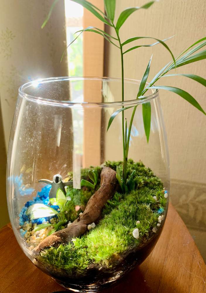 苔 コケ の投稿画像 By トニーニョさん 苔 コケ とバルコニストと コケテラリウムとおうち園芸 21月7月27日 Greensnap グリーンスナップ