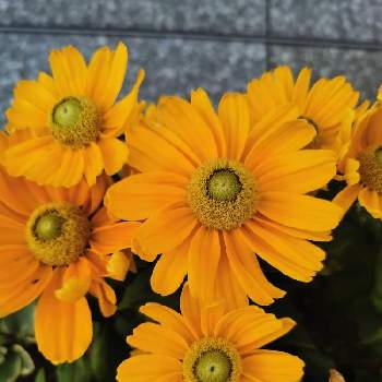 さいたま新都心の画像 by リリーさん | お出かけ先とルドベキアとさいたま新都心とビタミンカラー✨と黄色の花と爽やかと明るい未来と花のある暮らしと頑張れ❗️日本