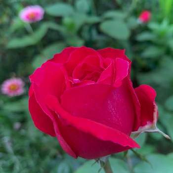今朝の１枚の画像 by のばらさん | バラ ルージュロワイヤルといつもありがとう♡とおはようと❤️M.family❤️とガンバレ日本と今朝の１枚と赤い薔薇♡と福島からのエール