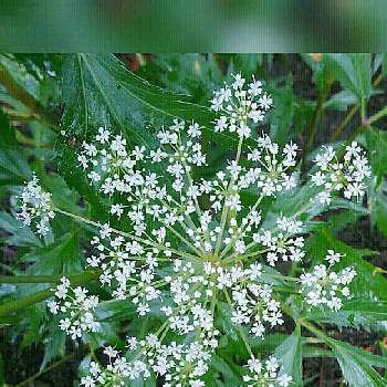 白い小花の投稿画像一覧 Greensnap グリーンスナップ