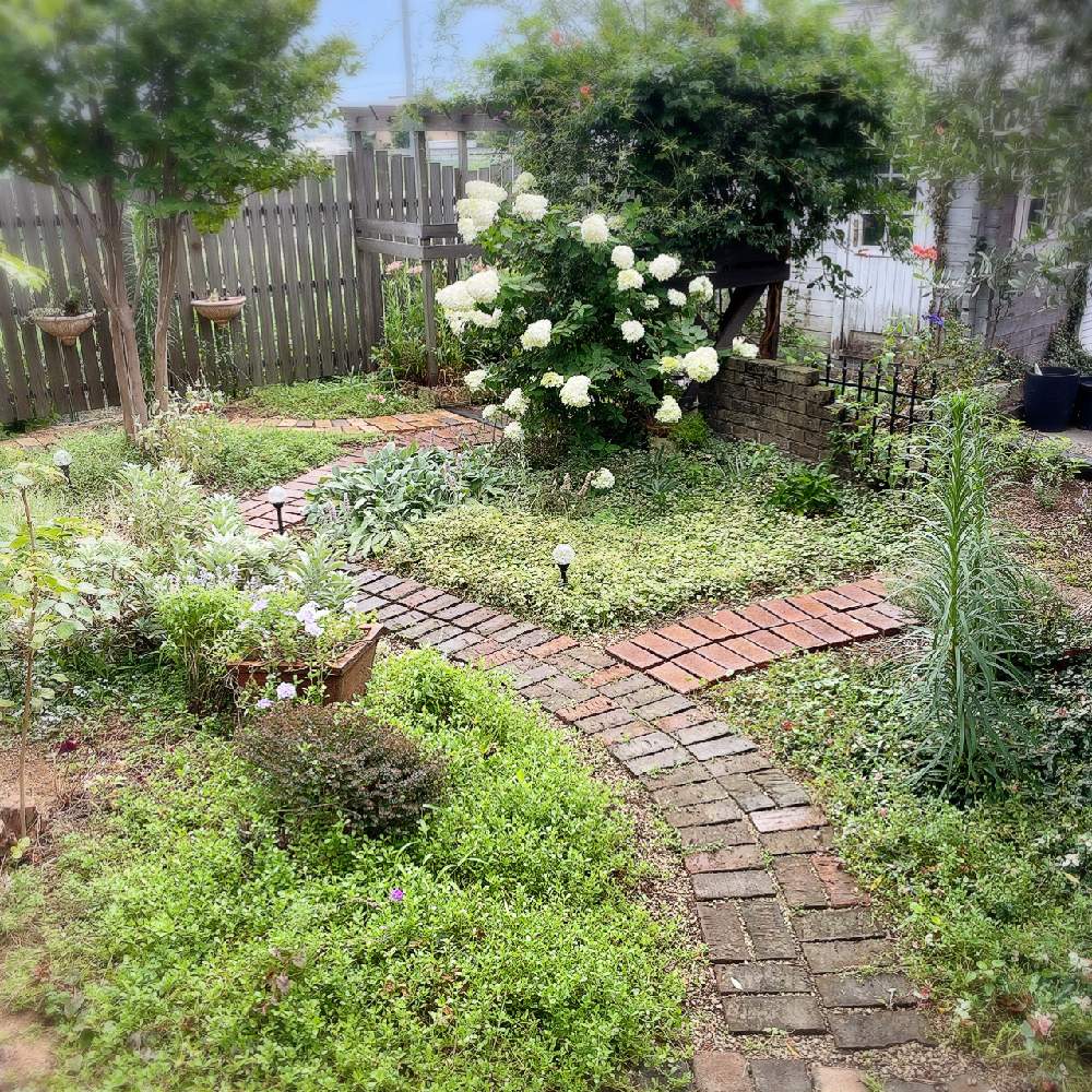 オオデマリの投稿画像 By Nicoさん バコパとモッコウバラとユリとラムズイヤーと多肉とヒメイワダレソウとナツツバキとパーゴラと多肉植物と宿根草の庭とガーデンとレンガとナチュラルガーデンと庭木とハーブとリガーデンとdiyとガーデニングと花のある暮らしと白い花と