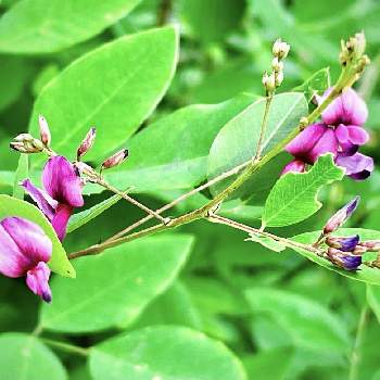 赤紫色の花の投稿画像一覧 Greensnap グリーンスナップ