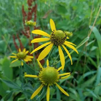 オオハンゴンソウ属の投稿画像一覧 Greensnap グリーンスナップ