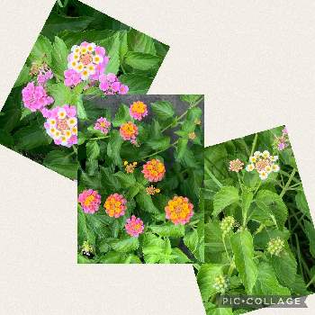 ランタナの実の投稿画像一覧 Greensnap グリーンスナップ