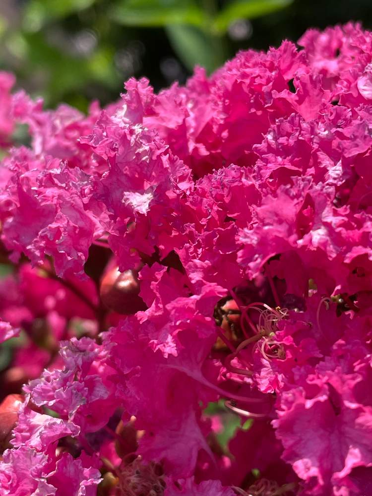 百日紅 サルスベリ の投稿画像 By ピコさん 庭木の花 21月7月27日 Greensnap グリーンスナップ