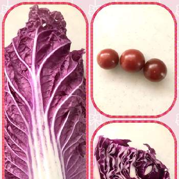 紫白菜の画像 by makoさん | 小さな庭と紫白菜と紫キャベツとトスカーナバイオレットと紫色の葉っぱと野菜栽培と紫色の実とミニトマト栽培