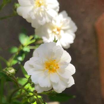 ミニバラ レンゲローズの投稿画像一覧 Greensnap グリーンスナップ