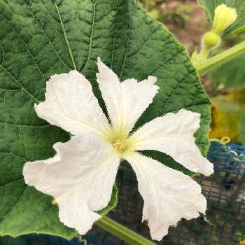 瓢箪の花の投稿画像一覧 Greensnap グリーンスナップ