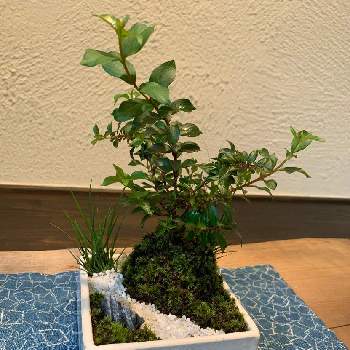 サルスベリの盆栽の画像 by yさん | ミニ盆栽とサルスベリの盆栽と極姫百日紅と立体表土
