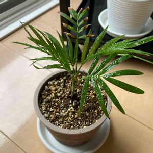 テーブルヤシ,観葉植物,100均観葉植物,部屋の画像