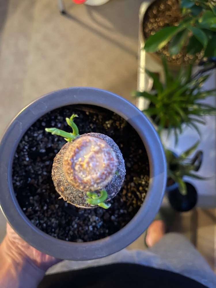 パキラの投稿画像 By ハナレギミさん 観葉植物と癒合剤と丸坊主と芽吹きと強剪定と パキラとパキラ とバルコニー ベランダとトップジンと観葉植物と癒合剤と丸坊主と芽吹きと強剪定と パキラとパキラ とトップジン 21月7月27日 Greensnap グリーンスナップ