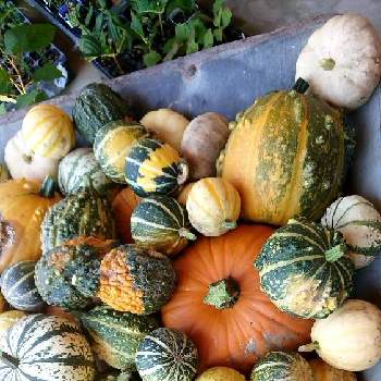 ハロウィンかぼちゃの投稿画像一覧 Greensnap グリーンスナップ