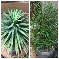 ドドナエアの育て方 植え付けや植え替えの時期は 剪定方法は Greensnap グリーンスナップ ドドナエアの育て方 植え付けや植え替えの時期は 剪定方法は Greensnap グリーンスナップ