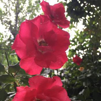 花持ちが良いの画像 by teru teruさん | 薔薇と花持ちが良いとばら バラ 薔薇と癒しの時間♡♡とおうち園芸とありがとう ♡♡と嬉しい♡と鉢植えと感謝♡と真っ赤な火曜日と花のある暮らしとやっぱり花が好き♡