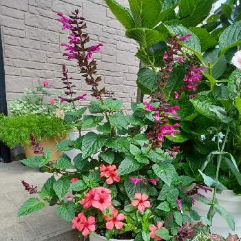 スーパーサルビアロックンロールピンクスパイダーの投稿画像一覧 Greensnap グリーンスナップ