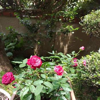 ただいま開花中！の画像 by あすかルビーさん | 玄関とトゥルーブルーム　レッドキャプテンとミニバラ鉢植えとGS映えとおうち園芸と花のある暮らしとただいま開花中！