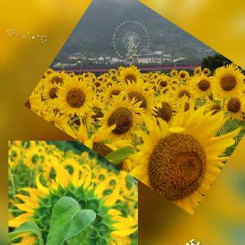 大きな向日葵の画像 by ユミティさん | お出かけ先と向日葵と黄色いはなと黄色い花と大きな向日葵とひま わりと大きなお花と黄色いお花
