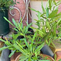 ドドナエアの育て方 植え付けや植え替えの時期は 剪定方法は Greensnap グリーンスナップ ドドナエアの育て方 植え付けや植え替えの時期は 剪定方法は Greensnap グリーンスナップ