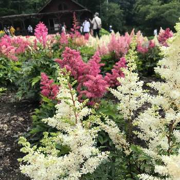 アスチルベの投稿画像一覧 Greensnap グリーンスナップ