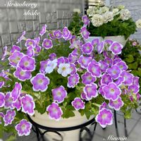 サフィニア,ガーデニング,可愛い,花のある暮らし,サフィニア♪の画像