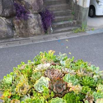 動画の投稿画像一覧 Greensnap グリーンスナップ