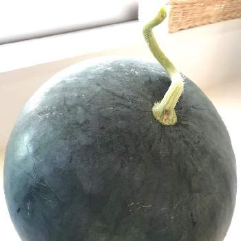 ウリ科の投稿画像一覧 Greensnap グリーンスナップ