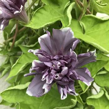 八重の花の投稿画像一覧 Greensnap グリーンスナップ